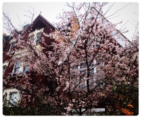 1月の桜